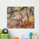 Whitetail Deer Buck Wall Mural