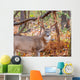 Whitetail Deer Buck Wall Mural