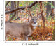 Whitetail Deer Buck Wall Mural