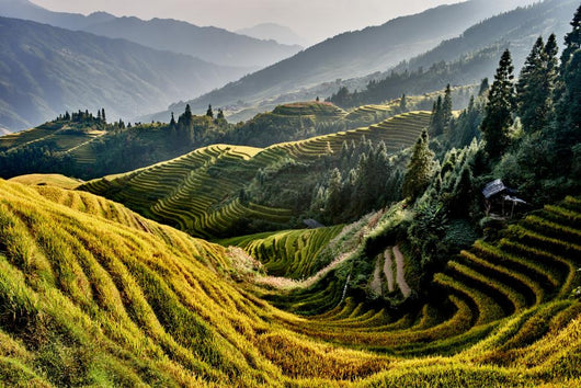 rice terraced fields Wengjia longji Longsheng Hunan China Wall Mural
