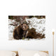 Brown Bears Winter Wall Mural
