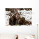 Brown Bears Winter Wall Mural