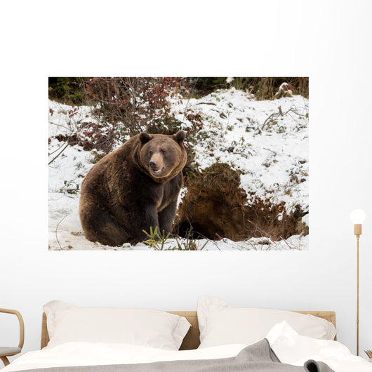 Brown Bears Winter Wall Mural