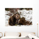 Brown Bears Winter Wall Mural