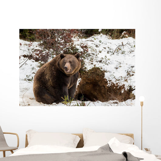 Brown Bears Winter Wall Mural