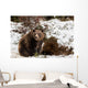 Brown Bears Winter Wall Mural