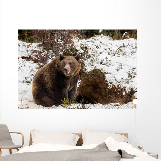 Brown Bears Winter Wall Mural
