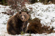 Brown Bears Winter Wall Mural