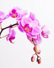 Pink Orchid Wall Decal