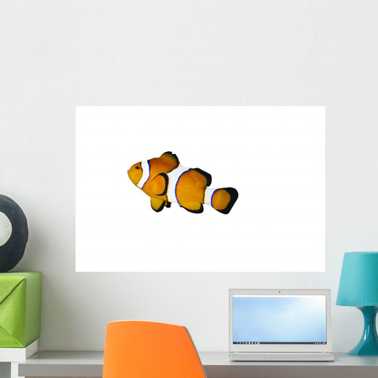 Poisson Clown Seul