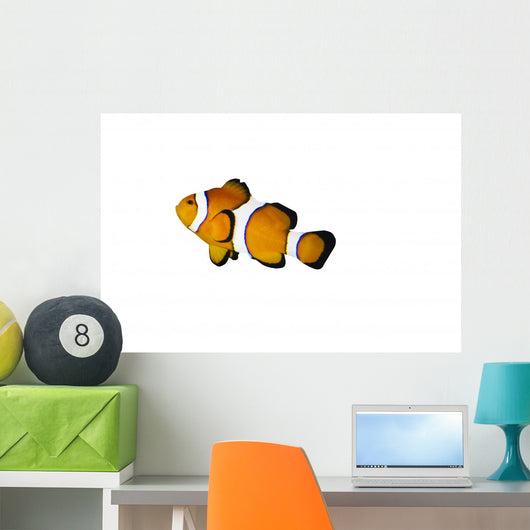 Poisson Clown Seul