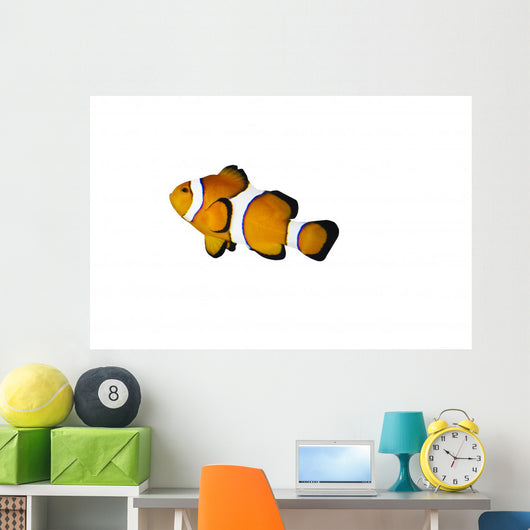 Poisson Clown Seul