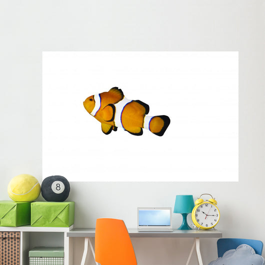 Poisson Clown Seul