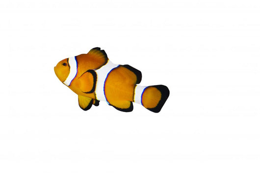 Poisson Clown Seul