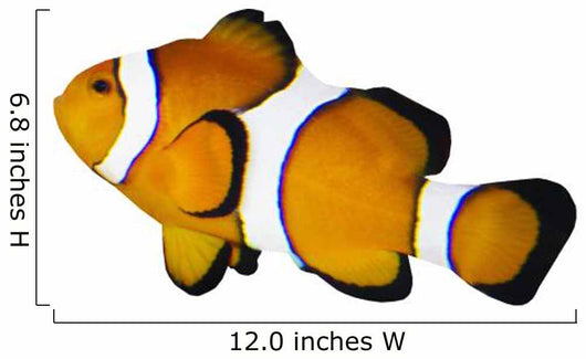Poisson Clown Seul