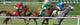 Race Horses on the Turf Wall Mural