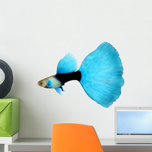 Half Black Blue Fantail Guppy Wall Decal