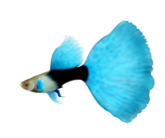 Half Black Blue Fantail Guppy Wall Decal