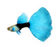 Half Black Blue Fantail Guppy Wall Decal