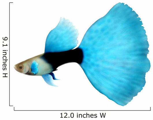 Half Black Blue Fantail Guppy Wall Decal