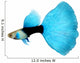 Half Black Blue Fantail Guppy Wall Decal