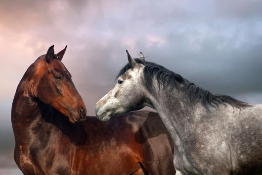 Beautiful Black and Grey