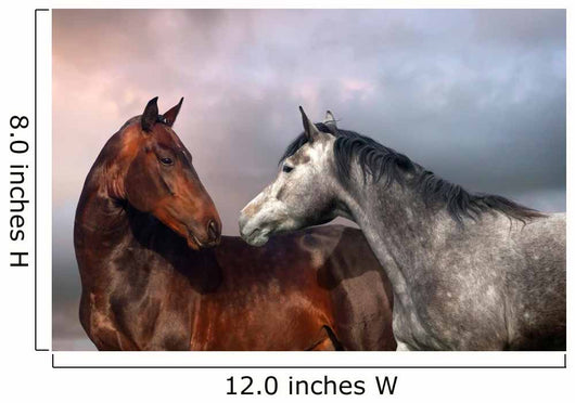 Beautiful Black and Grey