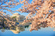 Jefferson Memorial during Cherry Blossom Season Wall Decal