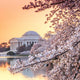 Jefferson Memorial Blossom Wall Mural