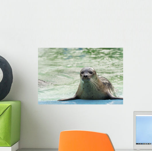 Harbor Seal Phoca Vitulina Wall Decal