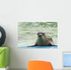 Harbor Seal Phoca Vitulina Wall Decal