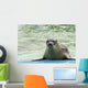 Harbor Seal Phoca Vitulina Wall Decal
