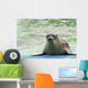 Harbor Seal Phoca Vitulina Wall Decal