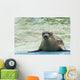 Harbor Seal Phoca Vitulina Wall Decal