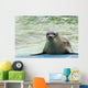 Harbor Seal Phoca Vitulina Wall Decal