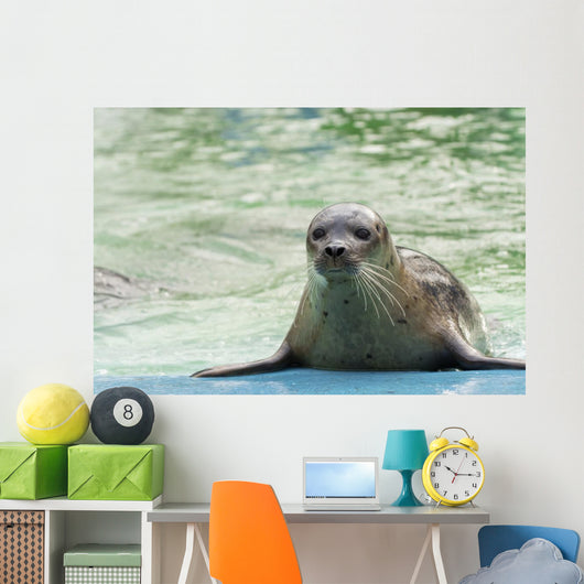Harbor Seal Phoca Vitulina Wall Decal