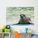 Harbor Seal Phoca Vitulina Wall Decal