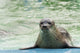 Harbor Seal Phoca Vitulina Wall Decal