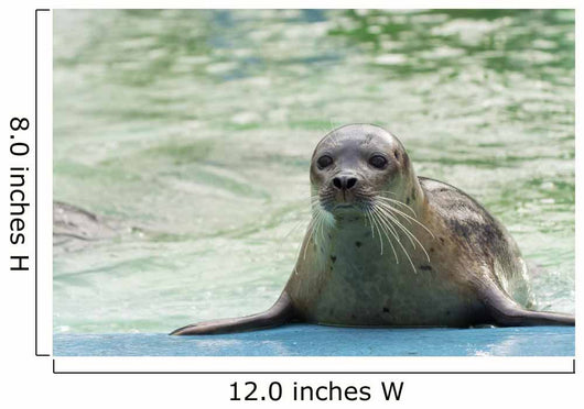 Harbor Seal Phoca Vitulina Wall Decal