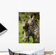 Zebra Wall Mural