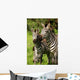 Zebra Wall Mural