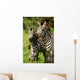 Zebra Wall Mural