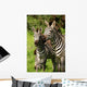 Zebra Wall Mural