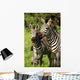 Zebra Wall Mural