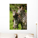 Zebra Wall Mural