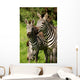 Zebra Wall Mural