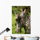 Zebra Wall Mural
