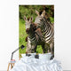 Zebra Wall Mural