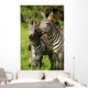Zebra Wall Mural