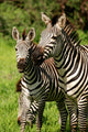 Zebra Wall Mural